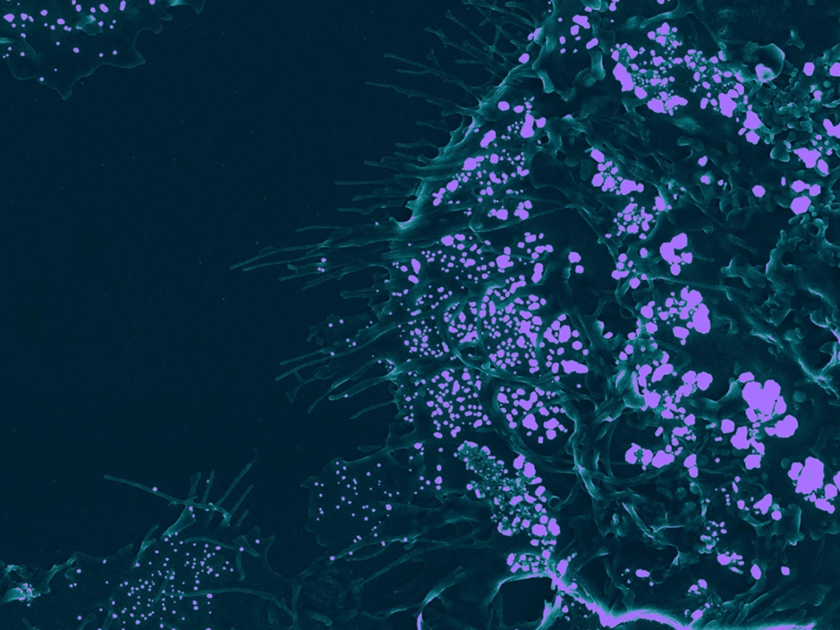 30th July 2021 – Sensory Intermediaries: biochemistry, images and imagining at non-human&nbsp;scales